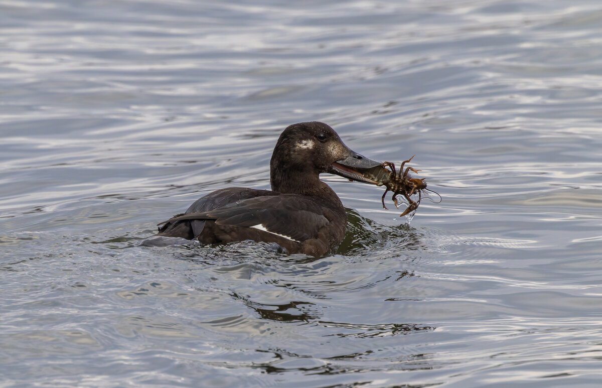 турпан - юрий макаров турпан - юрий макаров