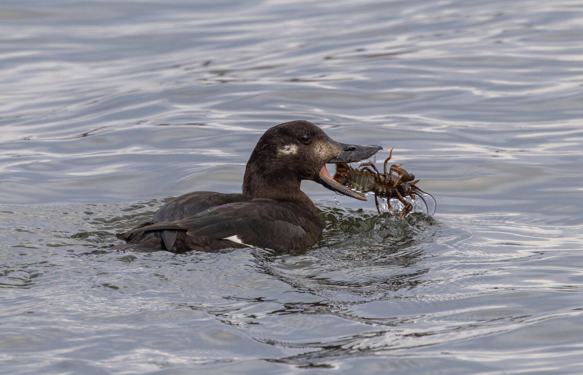 турпан - юрий макаров
