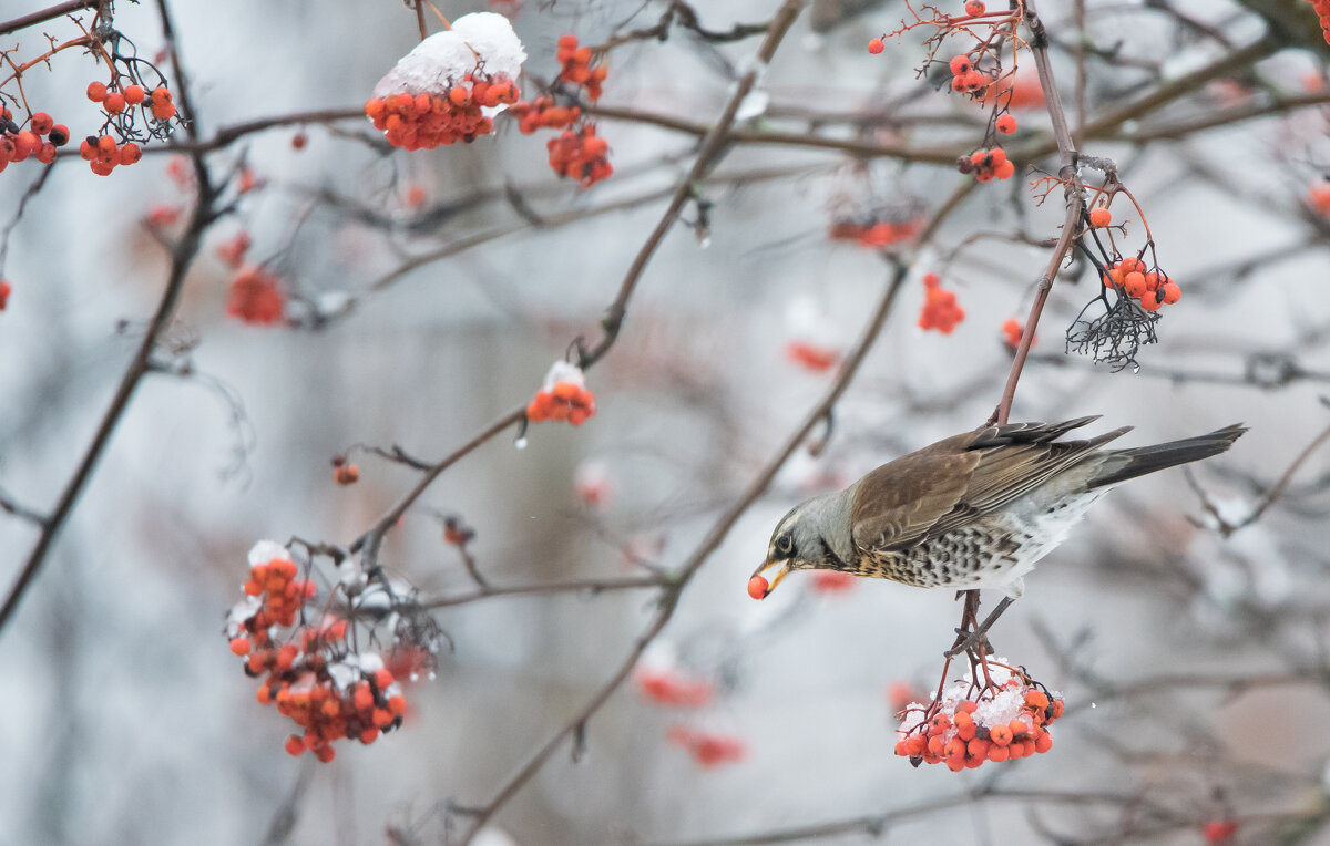 Рябина сладкая. - Владимир Безбородов