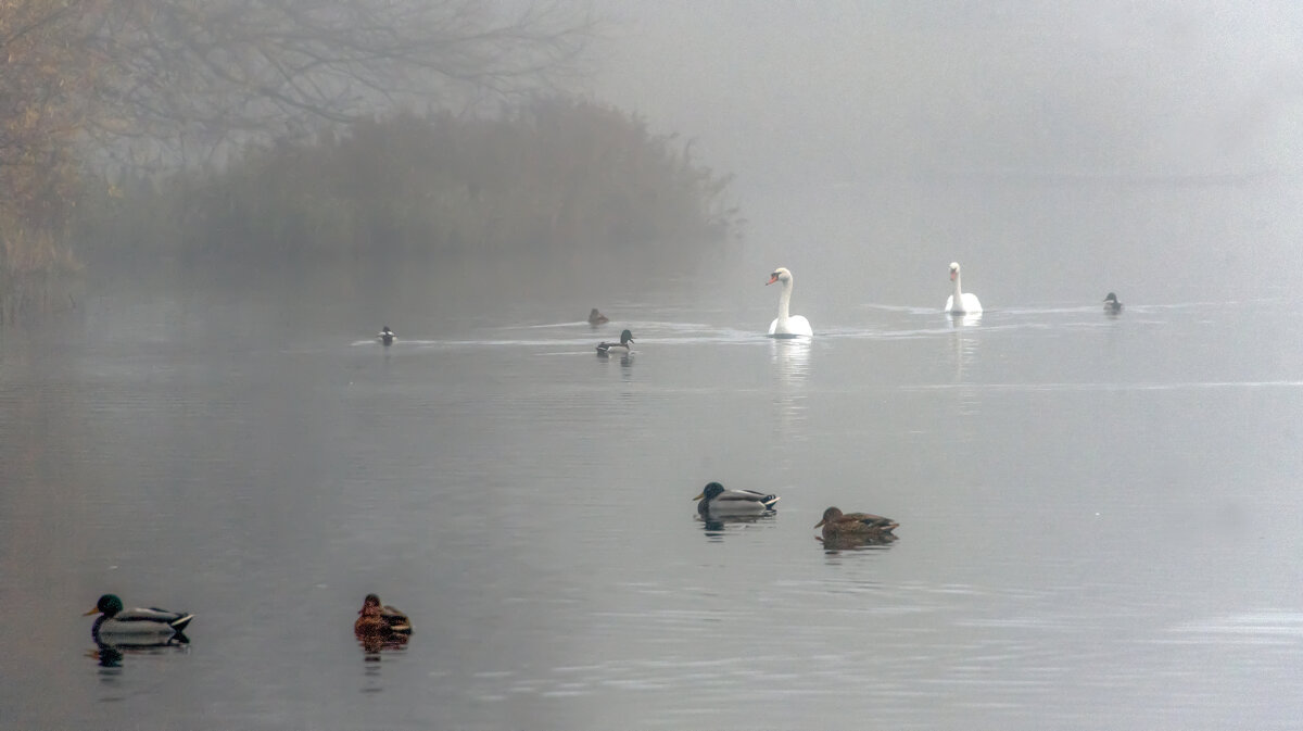 В тумане. - Владимир Безбородов В тумане. - Владимир Безбородов