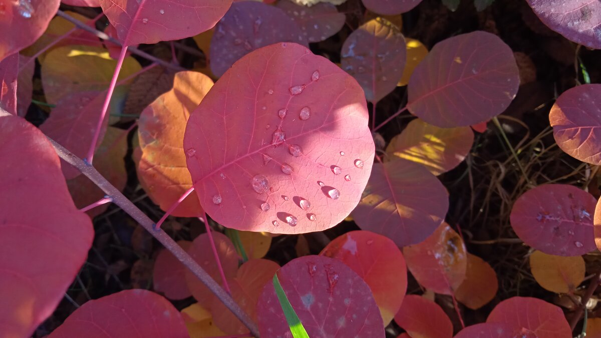 Прекрасный октябрь - Елена Шаламова