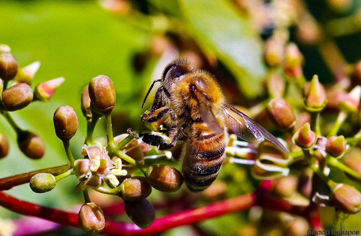 гость цветка - Laryan1 