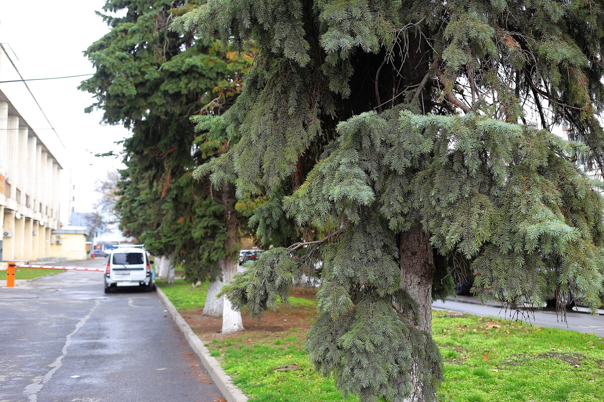 Про ели - Юрий Гайворонскiий