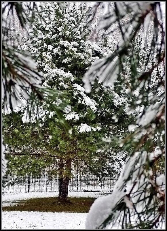 Ноябрь. Примерка зимнего наряда - Ольга Довженко