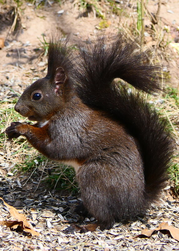 Рыжей Белке повезло: Время рыжее пришло. –Осень, тётушка, привет! Мне к лицу твой рыжий цвет! - "The Natural World" Александер