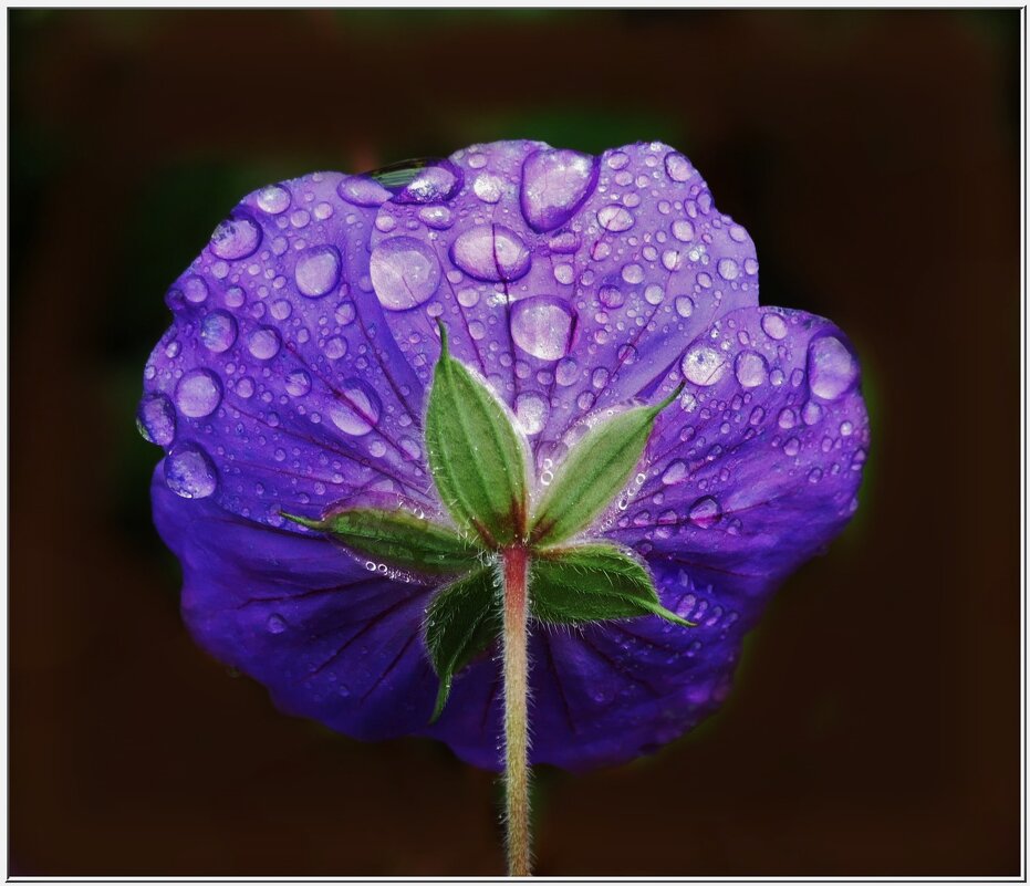 ПОСЛЕ ДОЖДЯ... - Elvira E. 