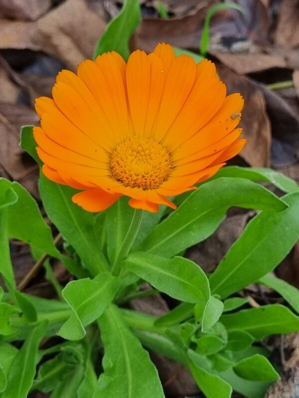 Яркий цветок - Наталья 