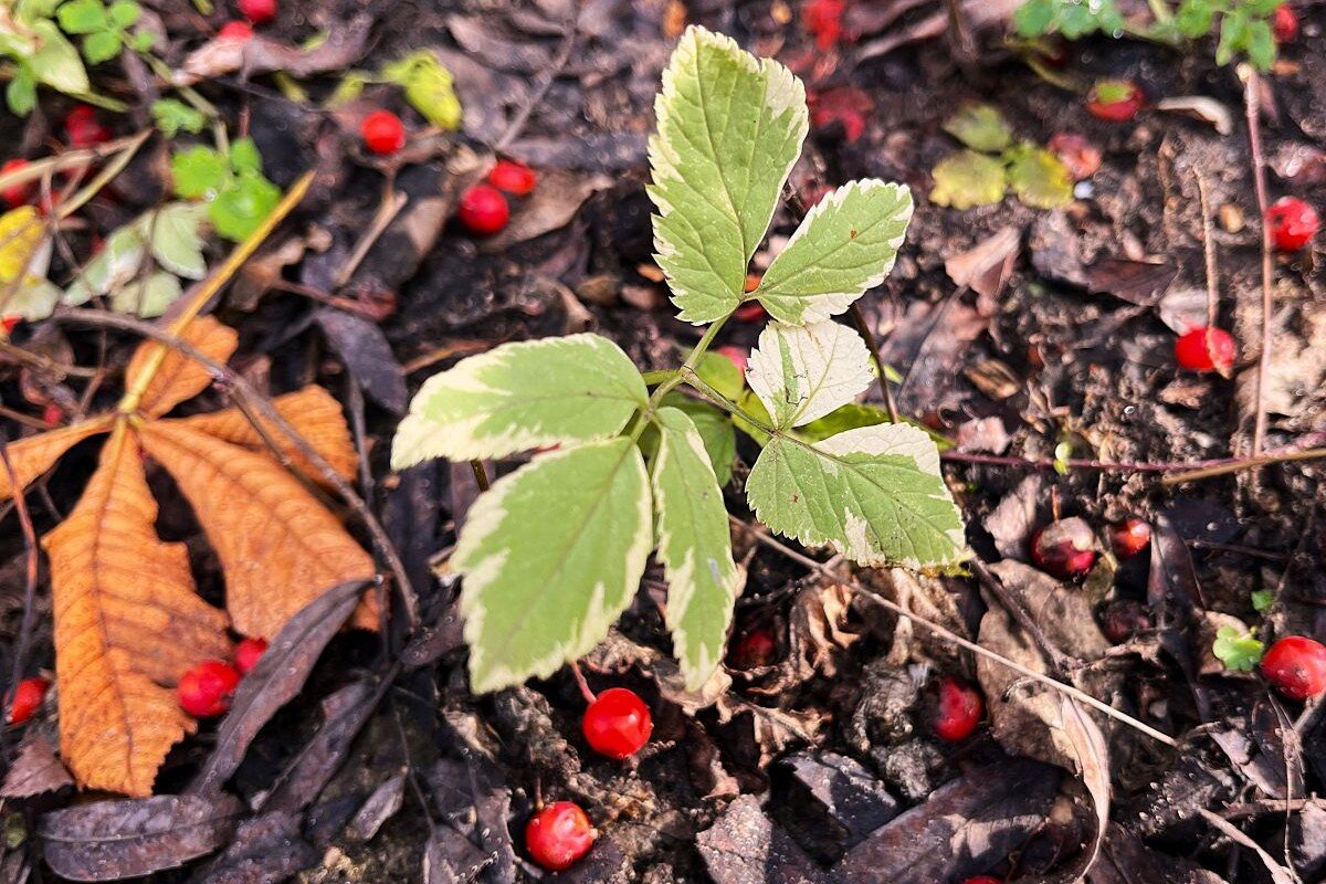 осеннее... - Olga Oskolkova