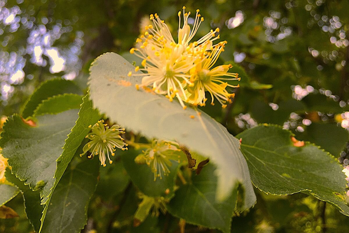 липа цветет... - Olga Oskolkova