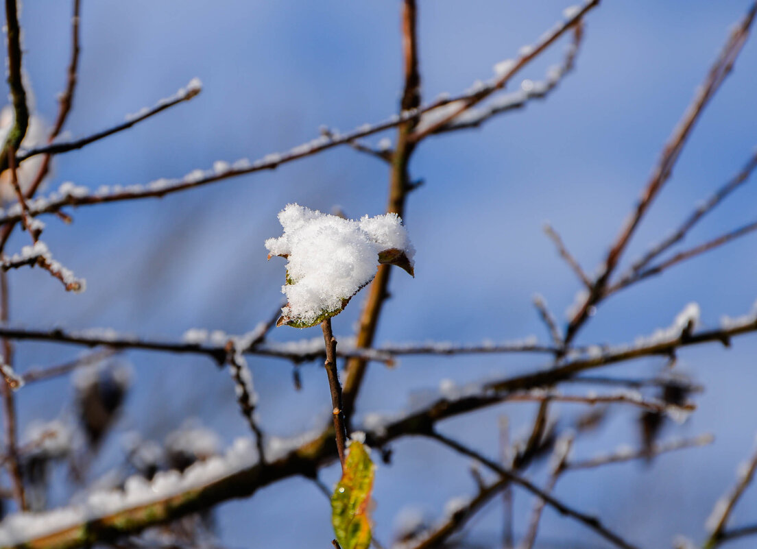 **** - Анатолий Портнов