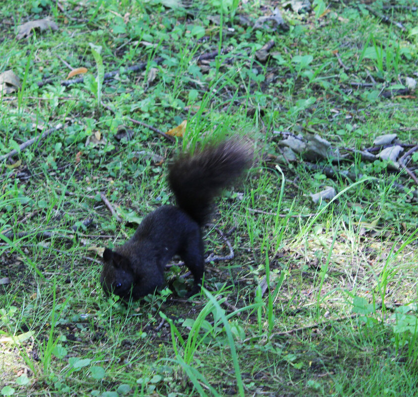 прячет добычу - Любовь ***