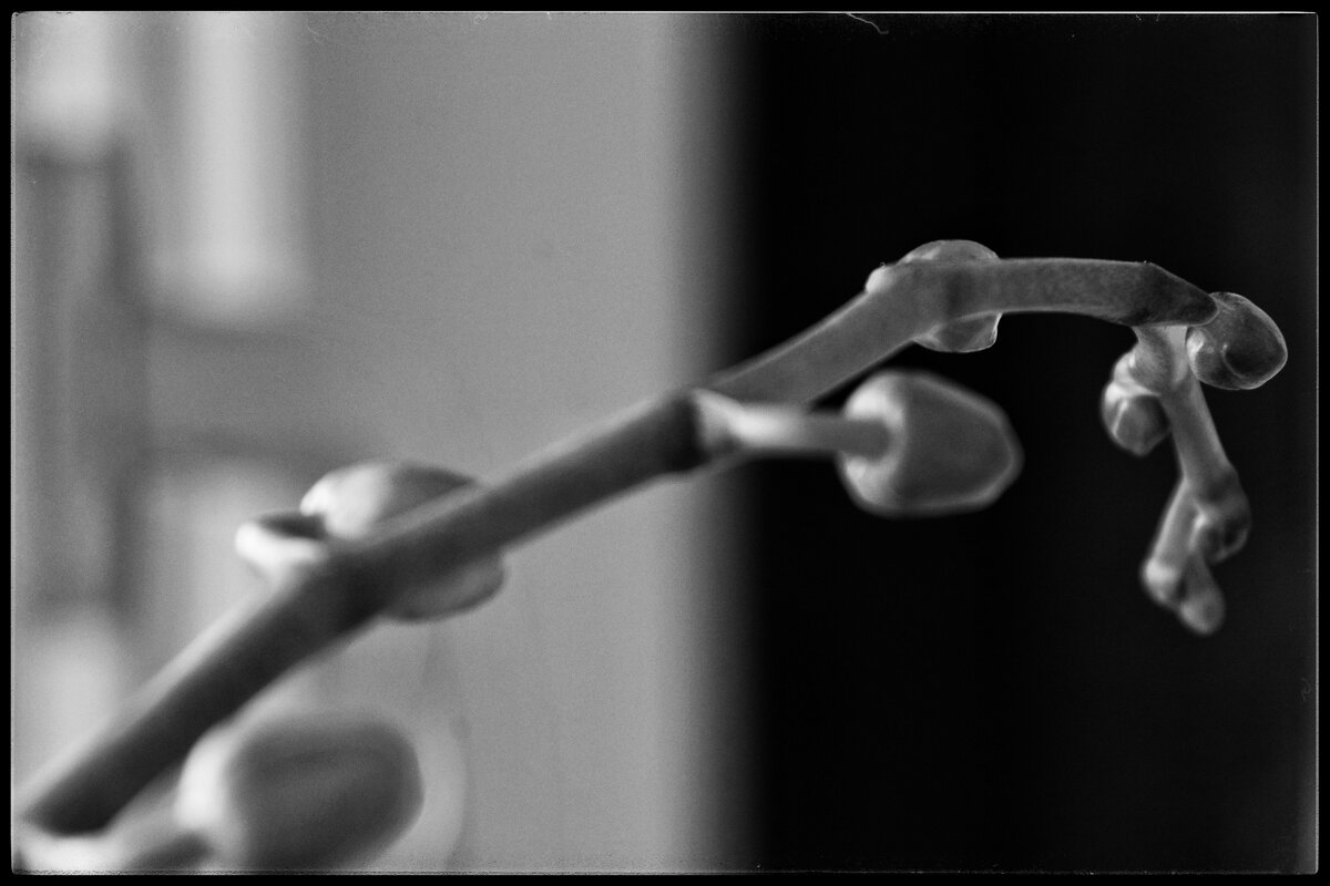 Бутоны орхидеи... - Руслан 