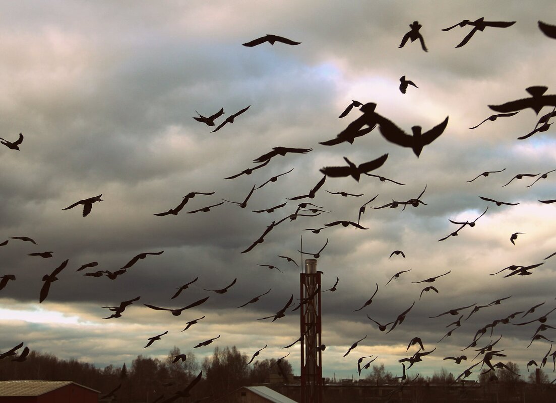 Небо в птичку - Елена Минина Небо в птичку - Елена Минина