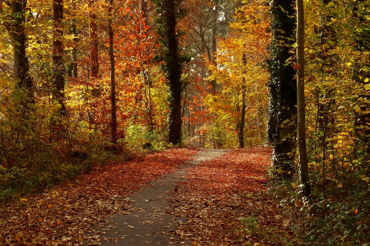 Краски осеннего леса - Юрий. Шмаков