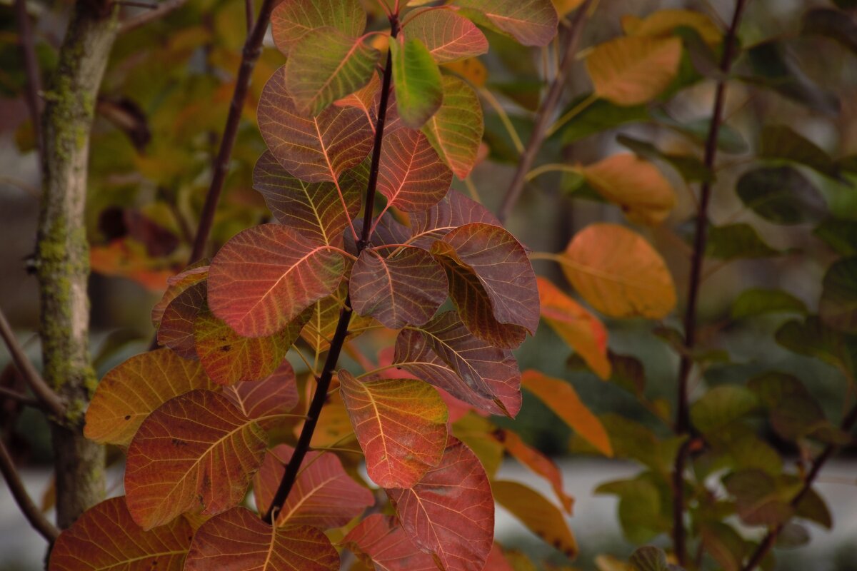 Листья осени. - Юрий Полторыхин.