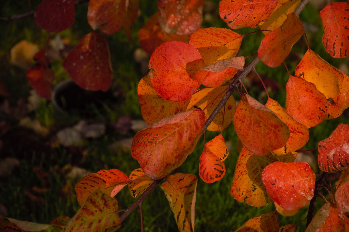 Цвета осени - Юрий Полторыхин.