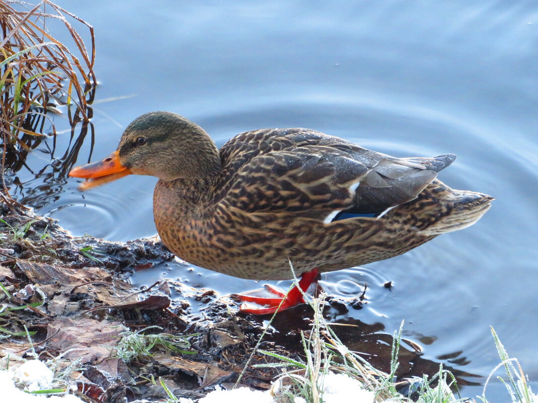 Выбралась на берег - Андрей Снегерёв