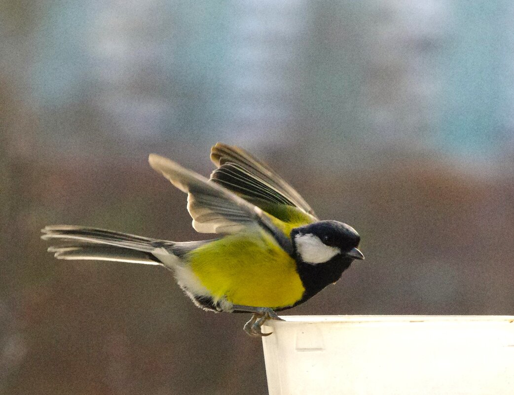 Что-ли - нырнуть ?! - Юрий Куликов