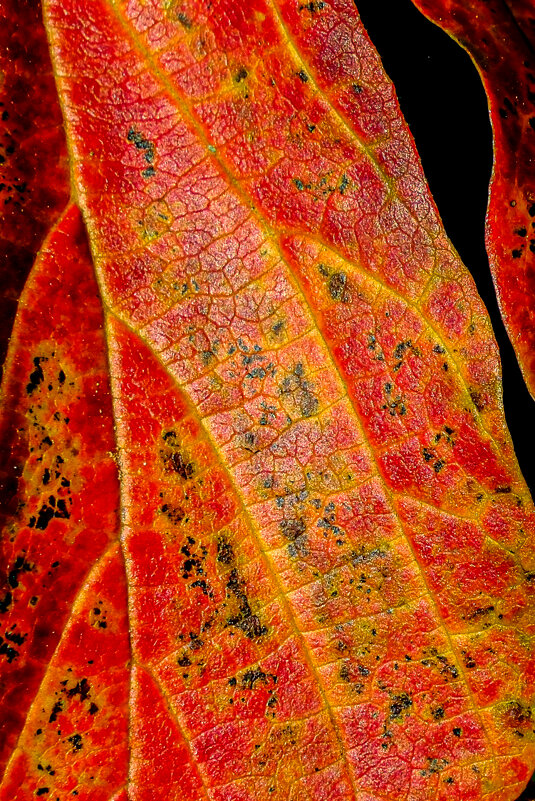 Жгучая жизнь - Георгий А