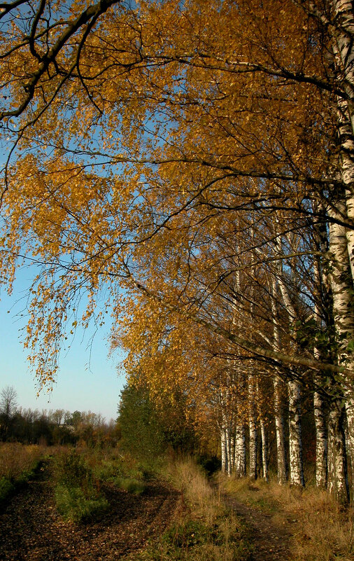 Вспоминая прошедшую осень... - Наталья Лунева 