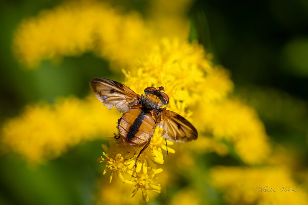 Мушенция... - Николай Гирш Мушенция... - Николай Гирш