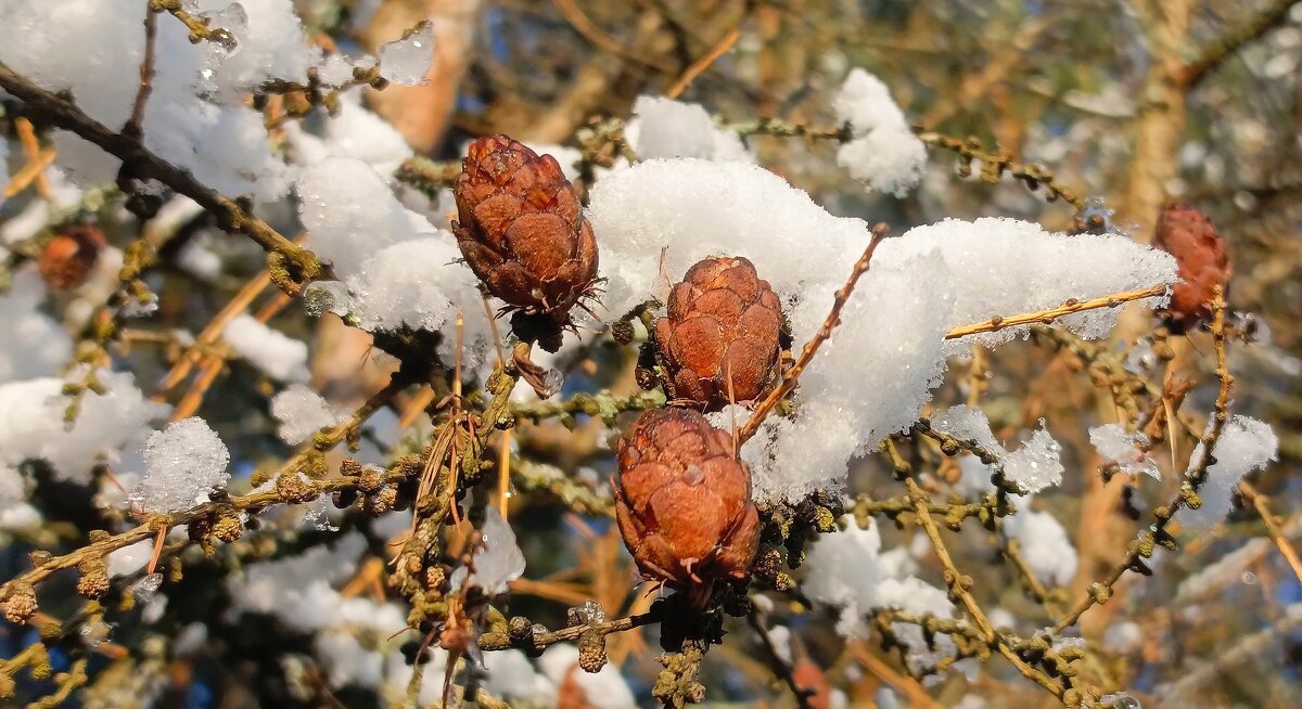 Ноябрь. Шишки лиственницы. - Михаил Колосов 