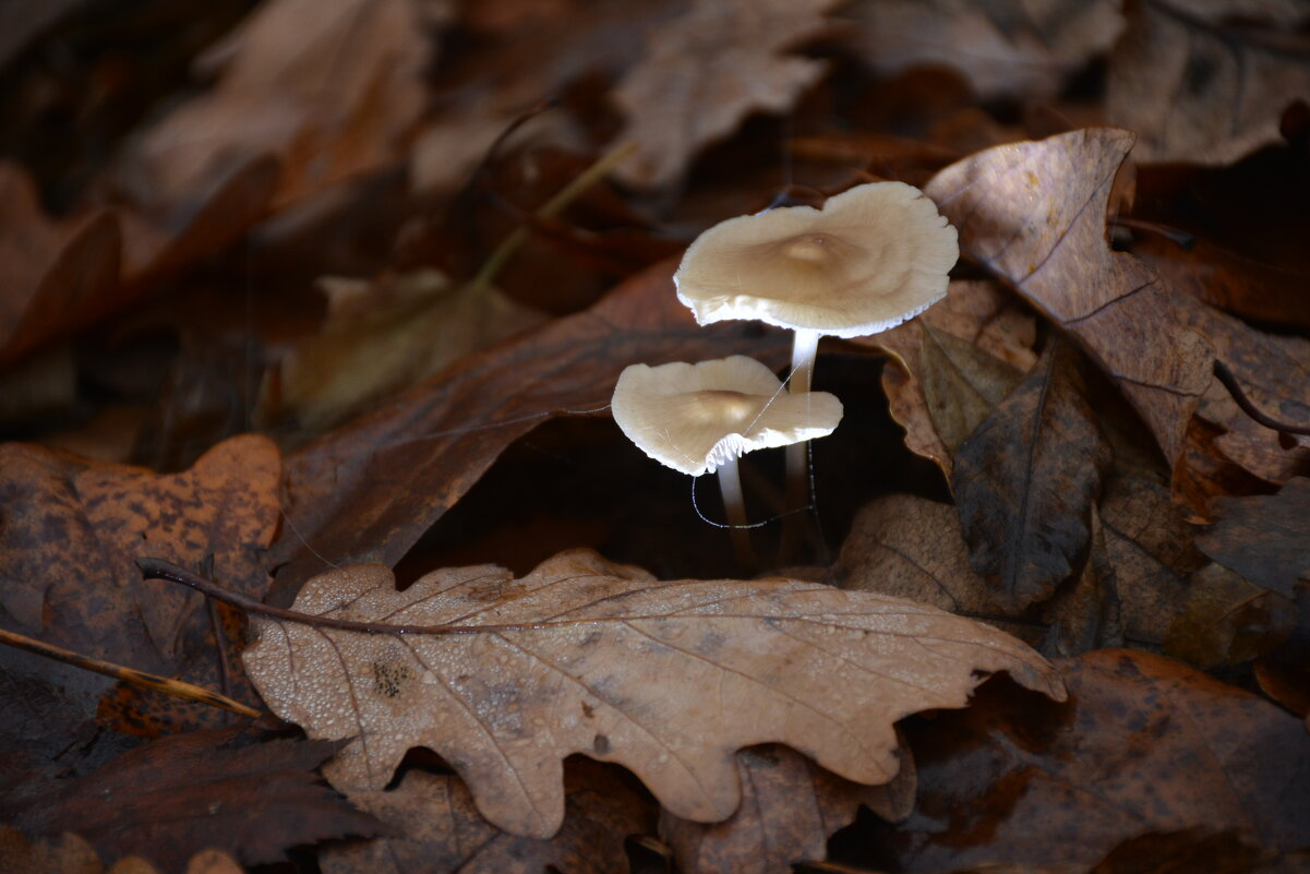 Репортаж из осени ...4 - александр донченко