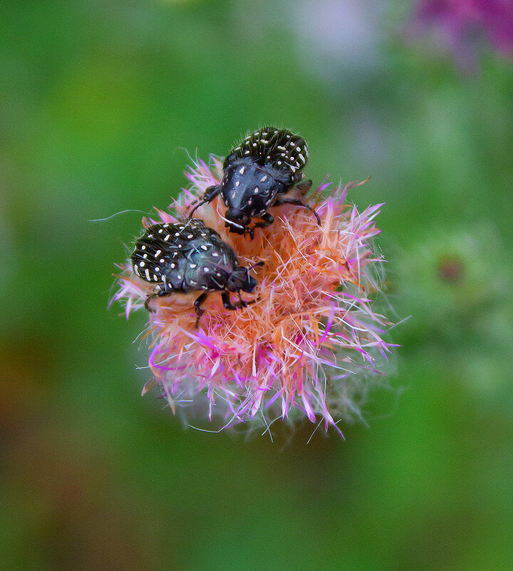 Жуки. - Александр 