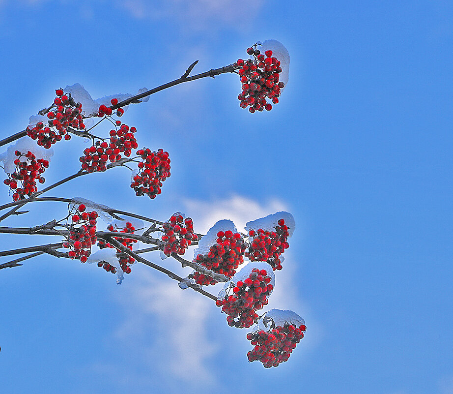 15 ноября - Светлана 