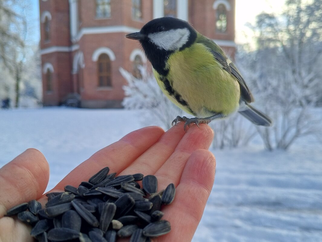 Синица - Сапсан 