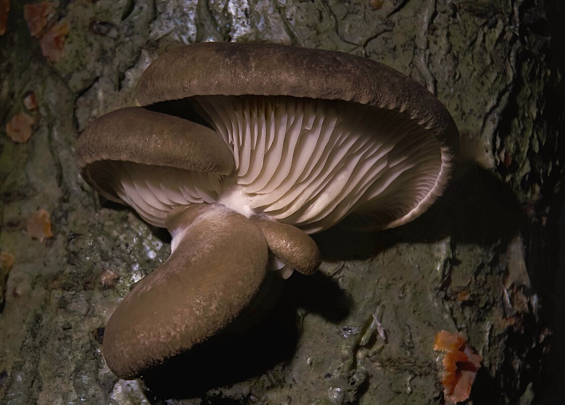 вешенка осенняя 7,11,25 - Va-Dim ... вешенка осенняя 7,11,25 - Va-Dim ...