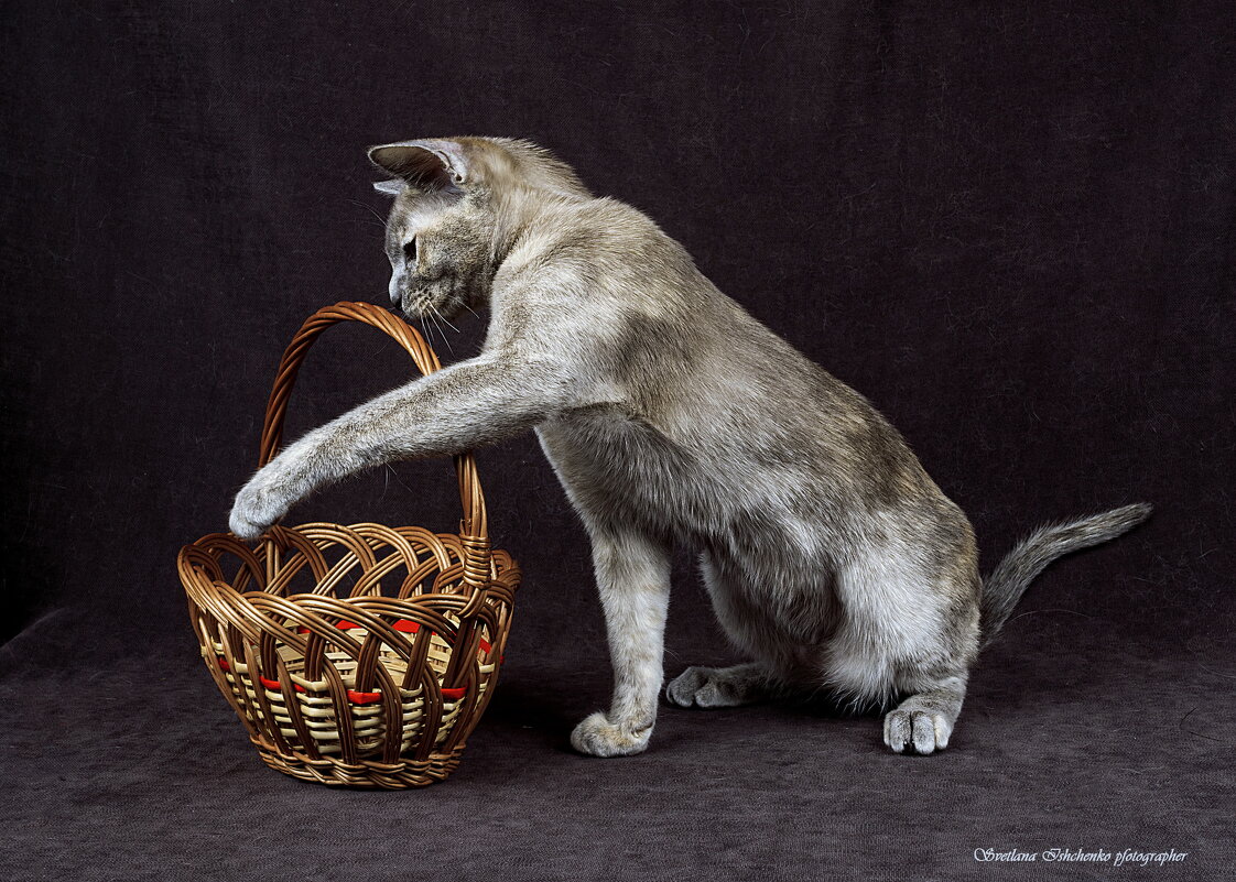 Бурманская кошка - Светлана Ищенко Бурманская кошка - Светлана Ищенко