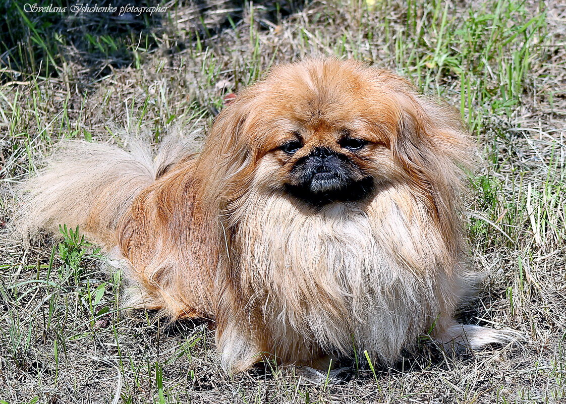 Пикинес - Хан - Светлана Ищенко