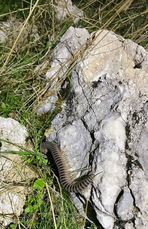 Скалопендра - Георгиевич 