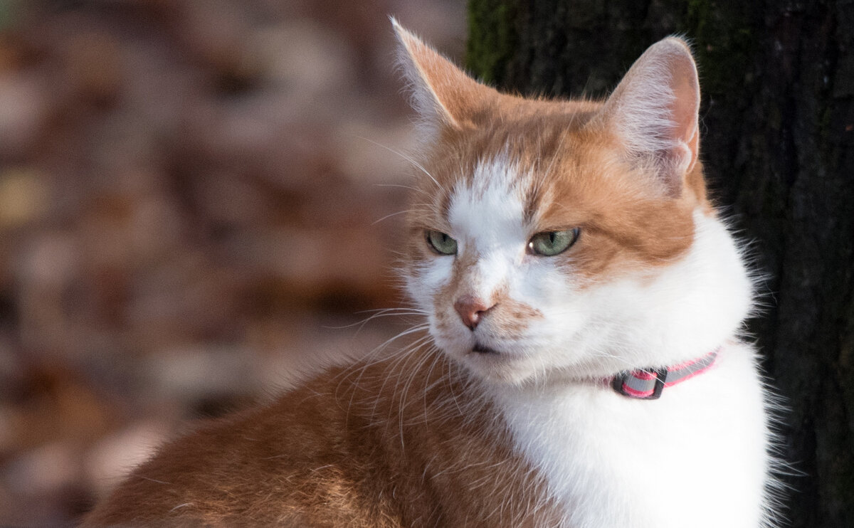 ** - Владимир Безбородов ** - Владимир Безбородов
