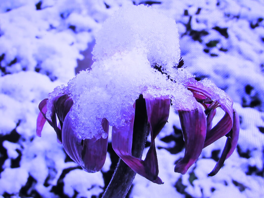 Засыпало красавицу - Людмила Смородинская