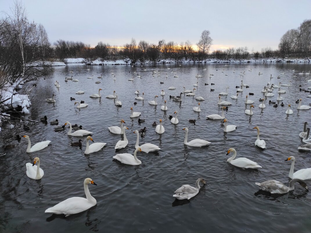 И снова  о зимовке лебедей на озере Светлом - Татьяна Лютаева