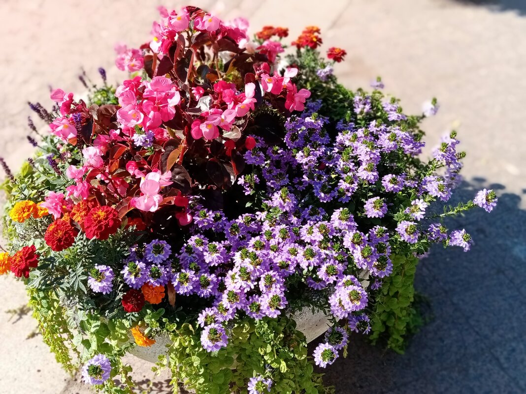 Цветы. - Владимир Драгунский