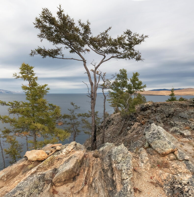 Природный бонсай - Марина Фомина.
