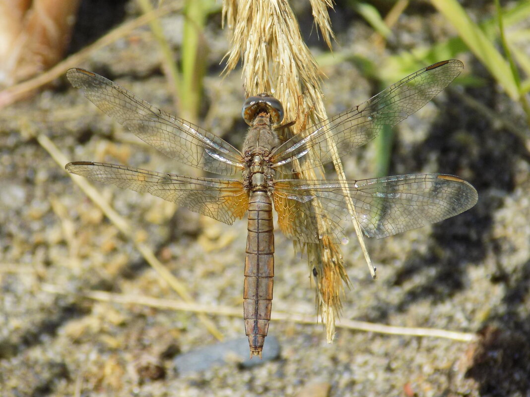 Крокотемис в сентябре - Константин Штарк
