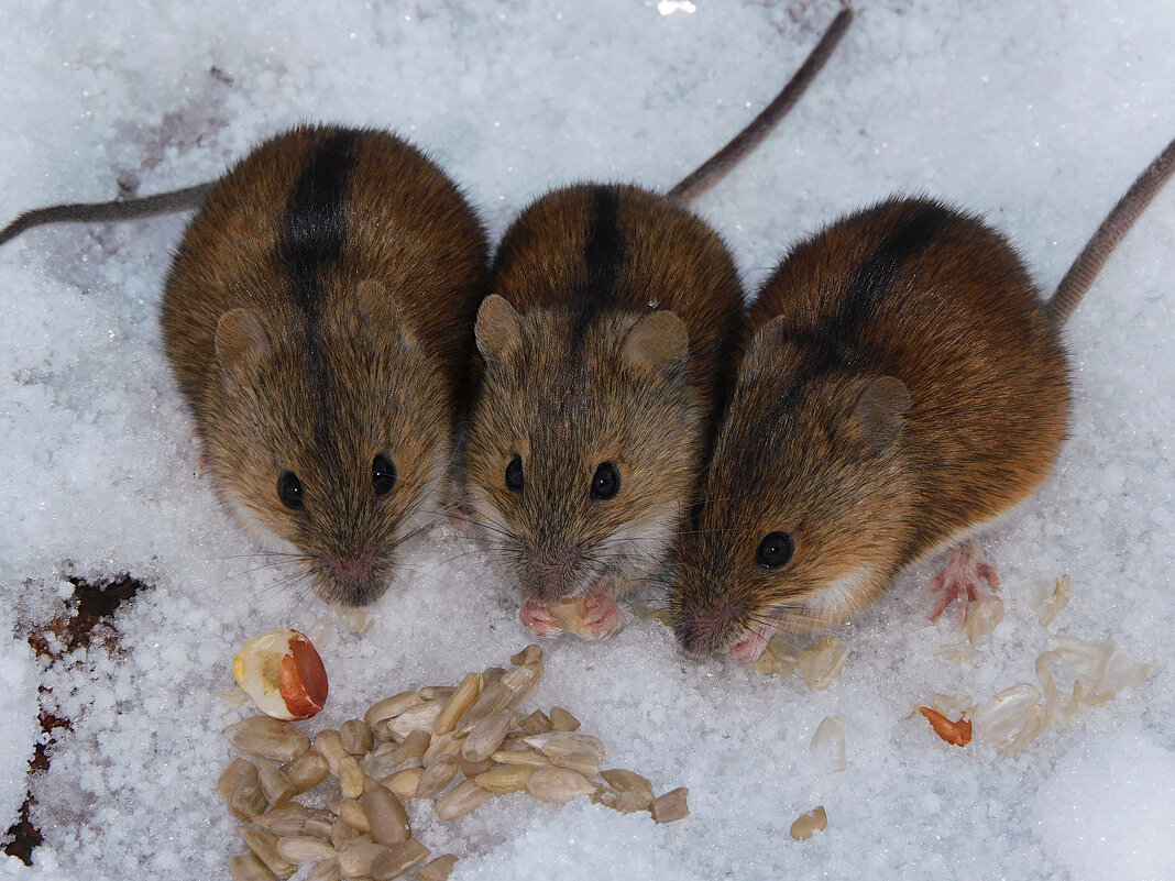 Трио на первом снегу - Лина 