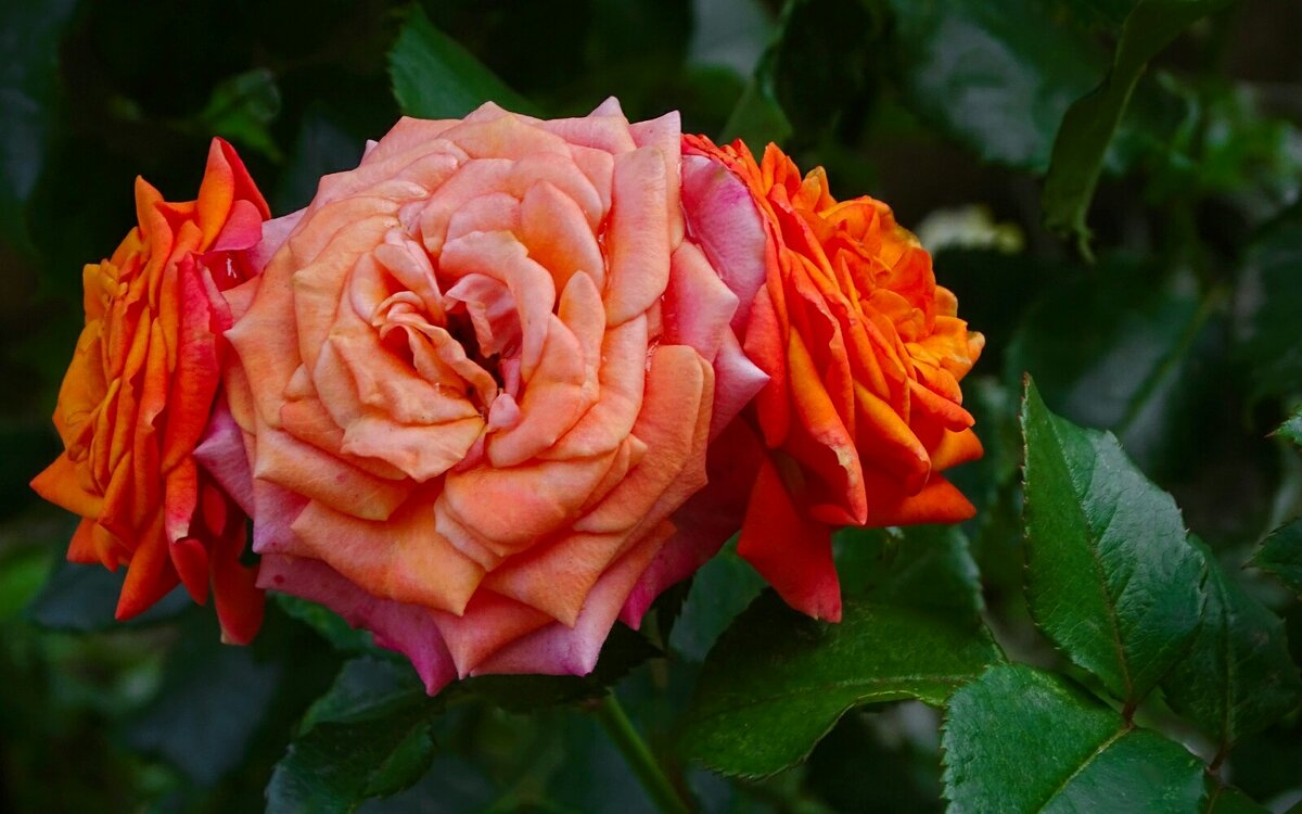 Цветы на городских клумбах в сентябре. - Милешкин Владимир Алексеевич 