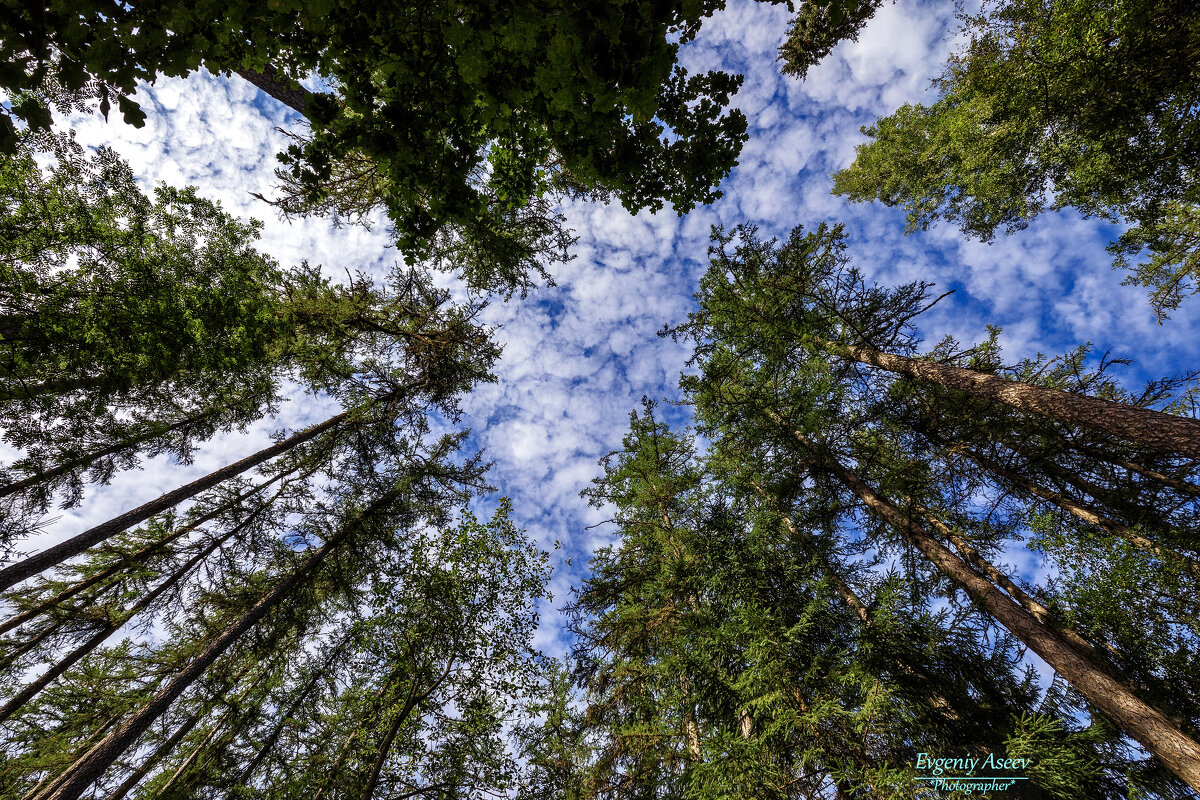 Под сенью лиственничных крон - Евгений 