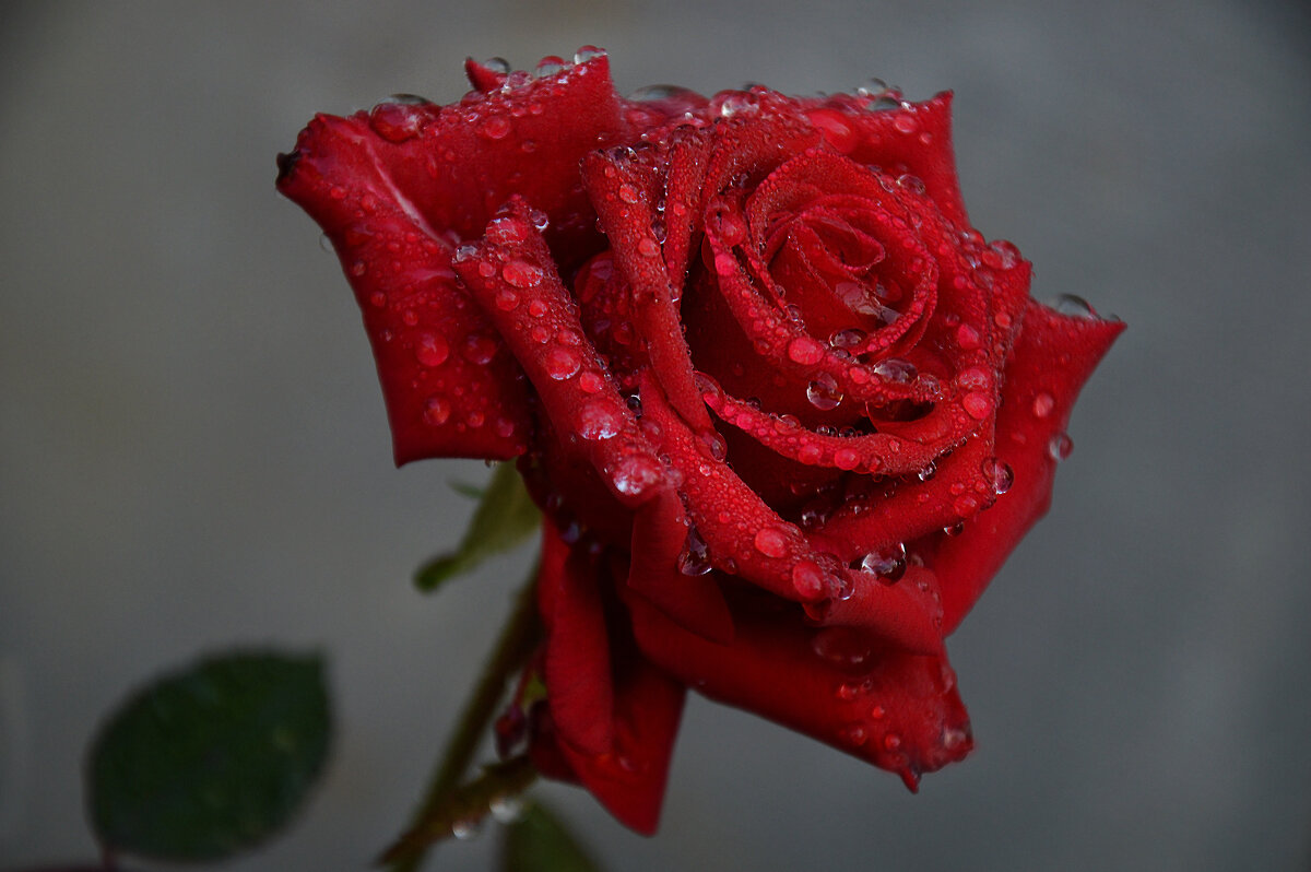 Особо прекрасны розы в ноябре... - Надежда Куркина 