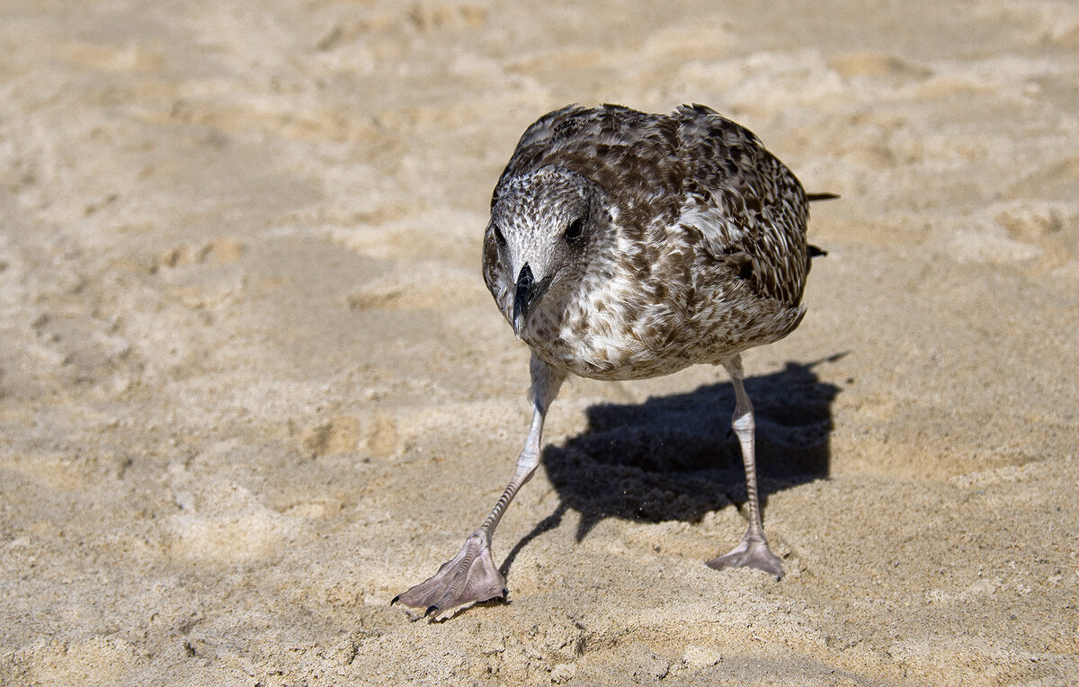Блатной по кличке "Птиц" - Alexandеr P