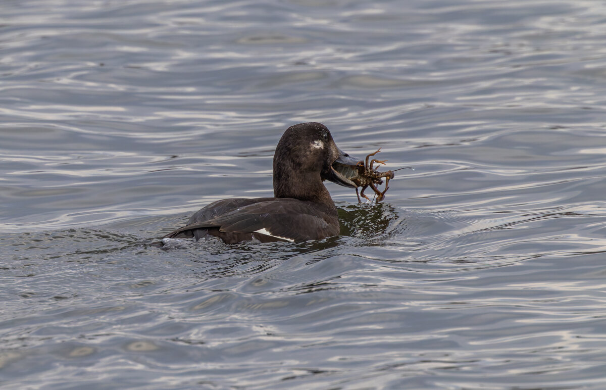 турпан. - юрий макаров