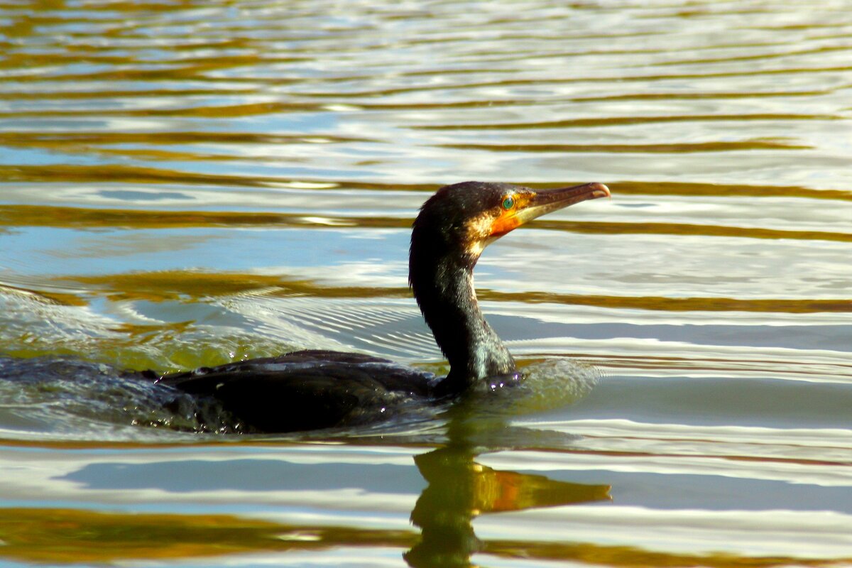 Вынырнул - Юрий. Шмаков