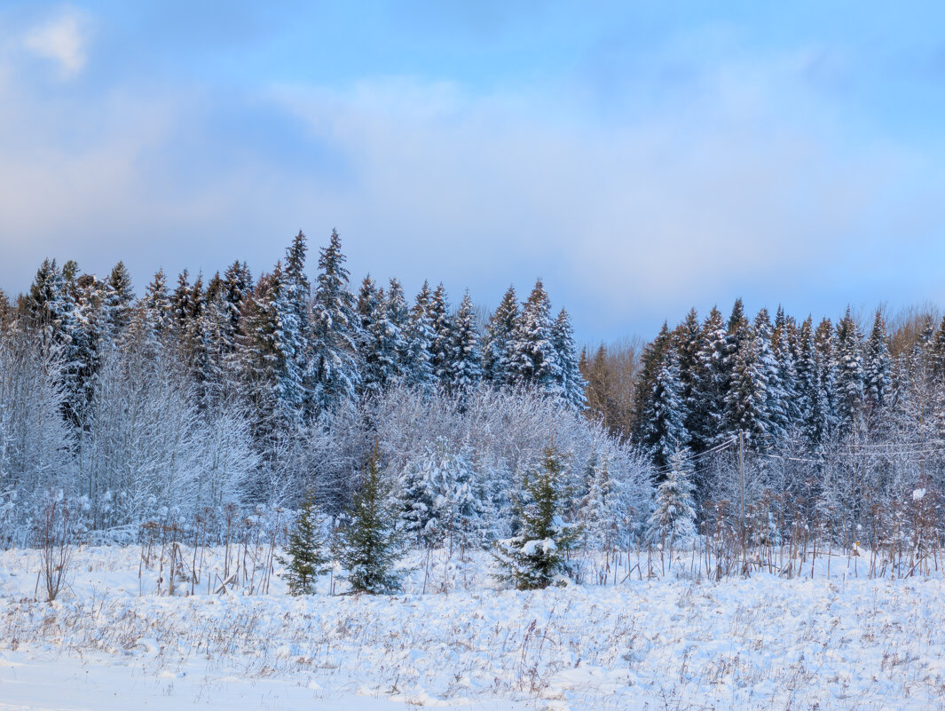 Заснеженный ноябрь - Анастасия Логинова