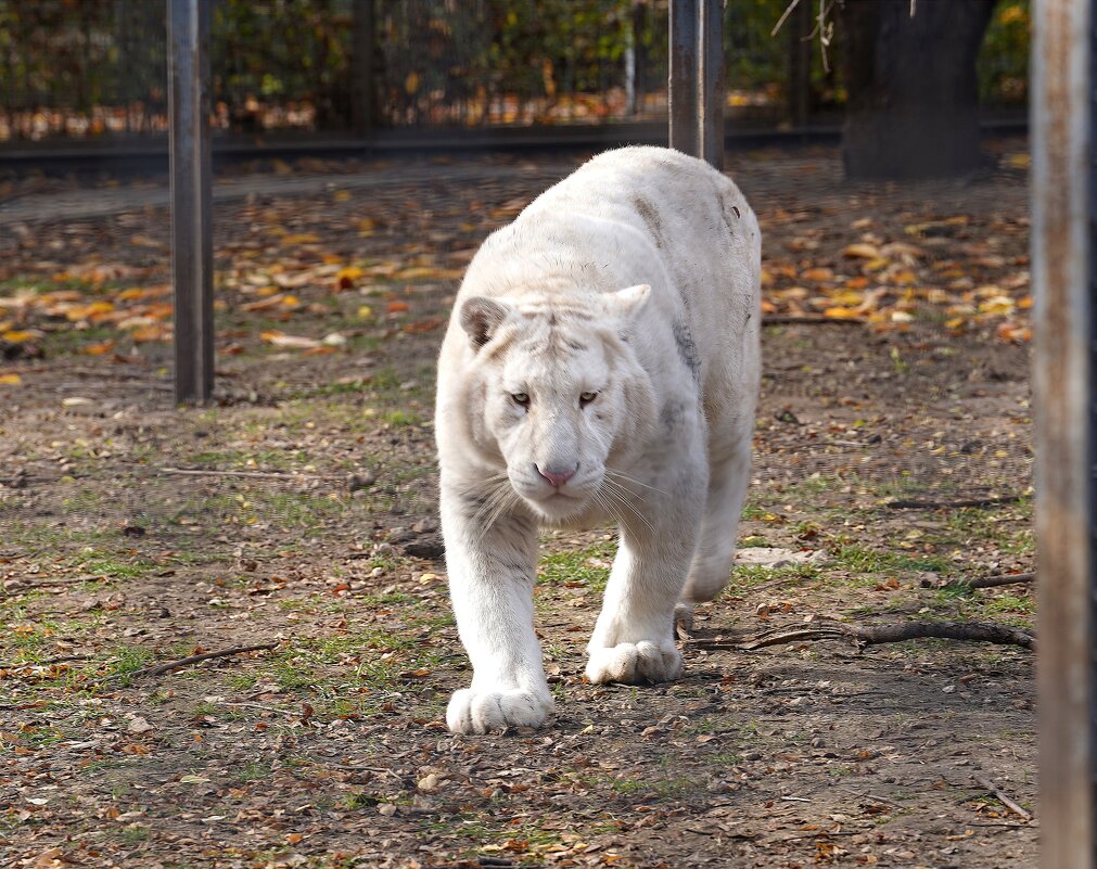 В парке Тайган - Татьяна Тюменка