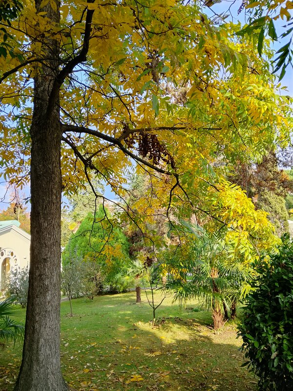 Санаторий Авангард Сочи - Tata Wolf